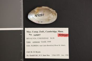 Media type: image;   Malacology 169097 Description: Preserved specimen.;